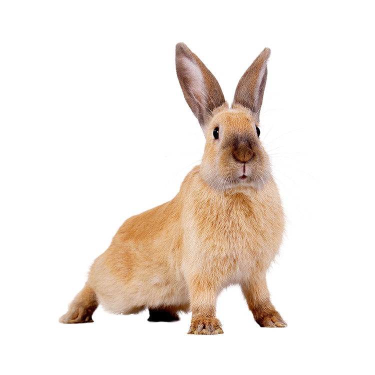 Foto vom Album Die Kleintiere