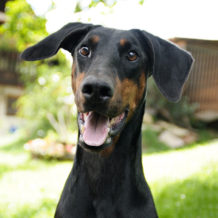 Foto vom Album Die Hunde