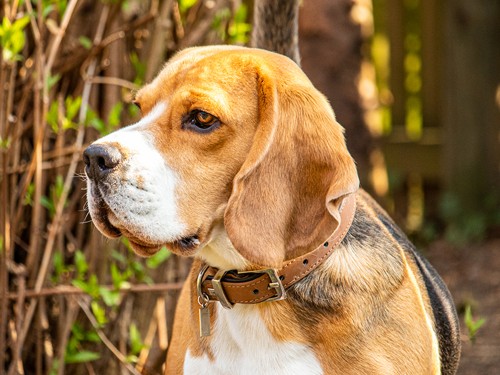 Vorschaubild 6 vom Album Die Hunde