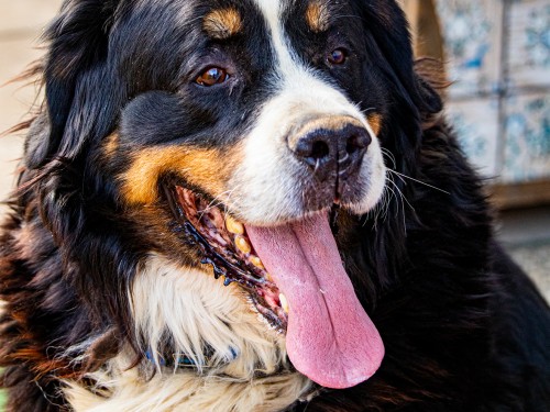 Vorschaubild 13 vom Album Die Hunde