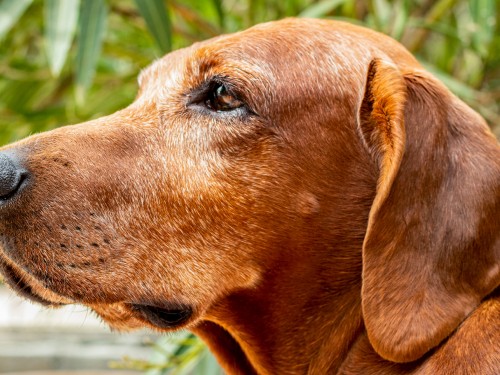 Vorschaubild 2 vom Album Die Hunde