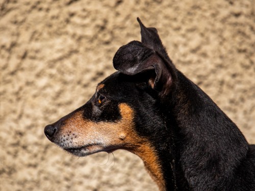 Vorschaubild 11 vom Album Die Hunde