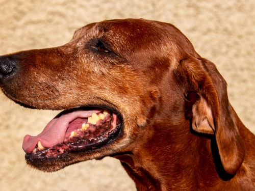 Vorschaubild 16 vom Album Die Hunde