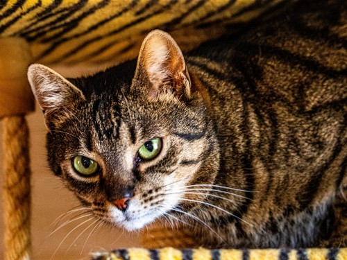 Vorschaubild 1 vom Album Die Katzen