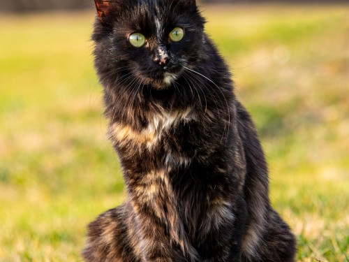 Vorschaubild 9 vom Album Die Katzen