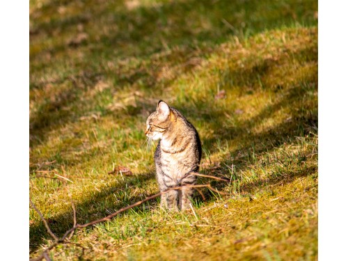 Vorschaubild 4 vom Album Die Katzen