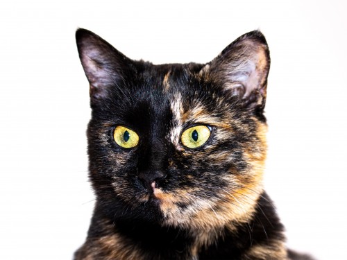 Vorschaubild 5 vom Album Die Katzen