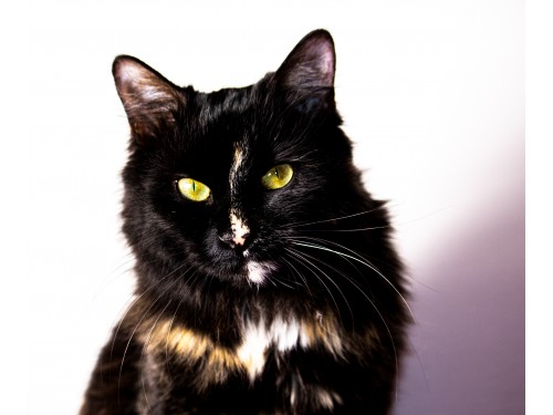 Vorschaubild 7 vom Album Die Katzen