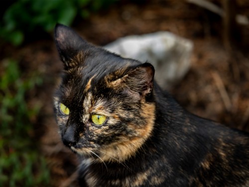 Vorschaubild 10 vom Album Die Katzen