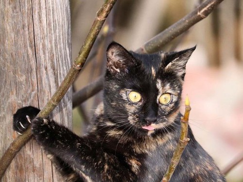 Vorschaubild 8 vom Album Die Katzen