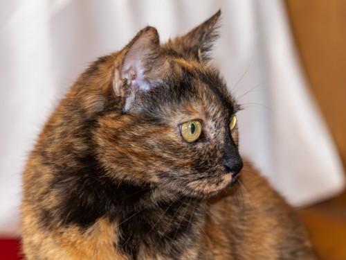 Vorschaubild 11 vom Album Die Katzen