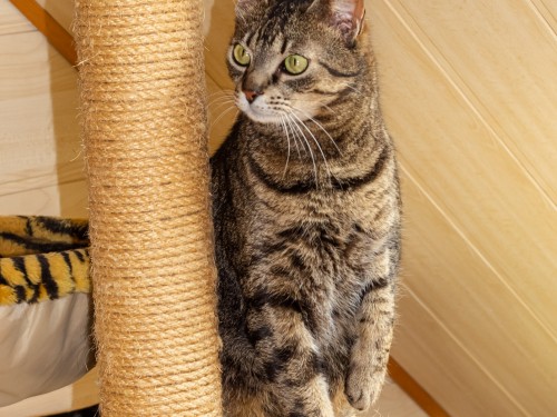 Vorschaubild 6 vom Album Die Katzen