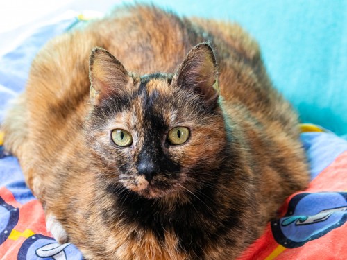 Vorschaubild 3 vom Album Die Katzen