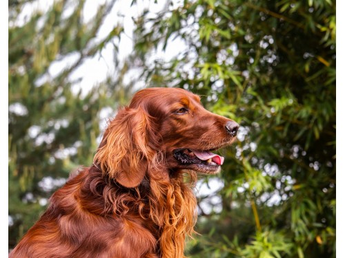 Vorschaubild 18 vom Album Die Hunde