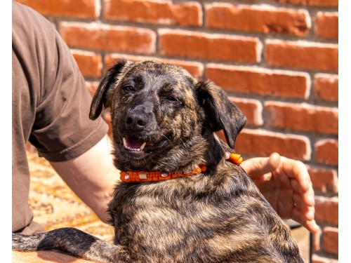 Vorschaubild 19 vom Album Die Hunde