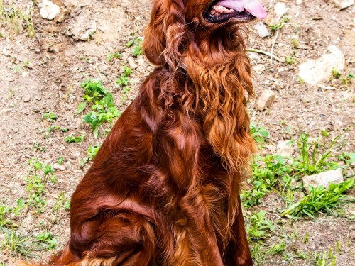 Vorschaubild 4 vom Album Die Hunde