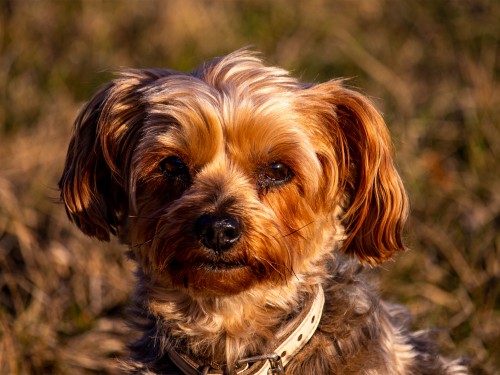 Vorschaubild 20 vom Album Unsere Hotelgäste