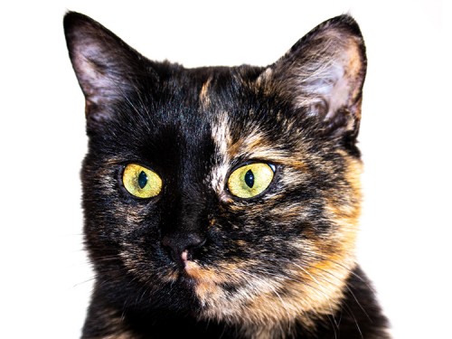 Vorschaubild 26 vom Album Unsere Hotelgäste