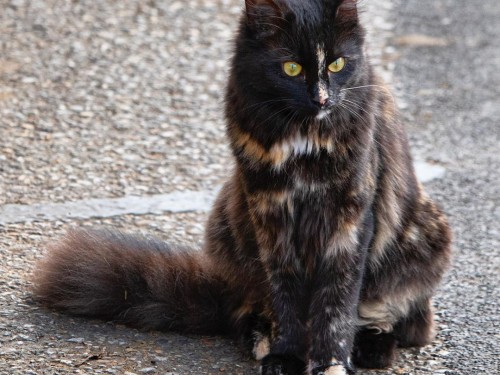 Vorschaubild 7 vom Album Unsere Hotelgäste