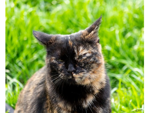 Vorschaubild 24 vom Album Unsere Hotelgäste