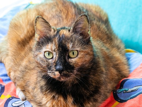 Vorschaubild 22 vom Album Unsere Hotelgäste