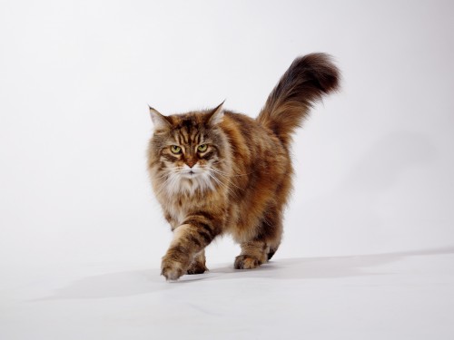 Vorschaubild 12 vom Album Die Katzen