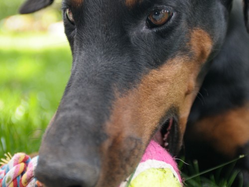 Vorschaubild 20 vom Album Die Hunde
