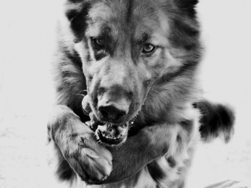 Vorschaubild 21 vom Album Die Hunde