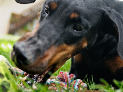 Vorschaubild 8 vom Album Die Hunde