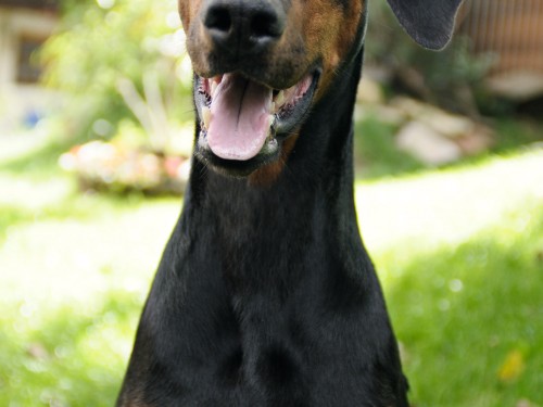 Vorschaubild 1 vom Album Die Hunde