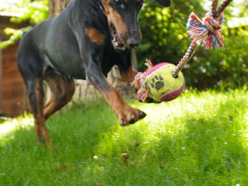 Vorschaubild 23 vom Album Die Hunde