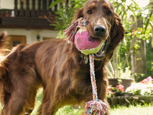 Vorschaubild 24 vom Album Die Hunde