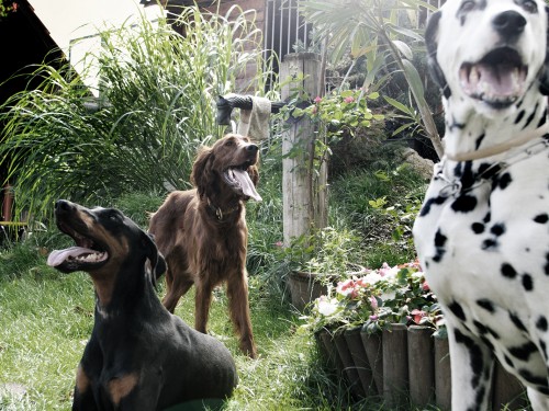 Vorschaubild 25 vom Album Die Hunde
