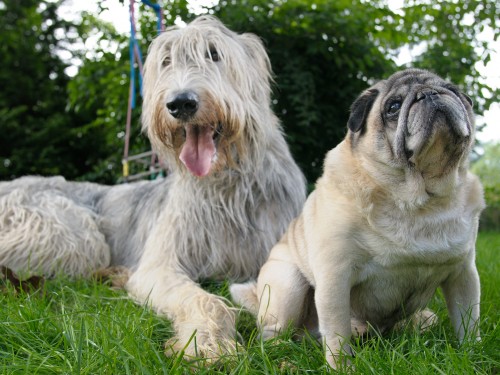 Vorschaubild 3 vom Album Die Hunde