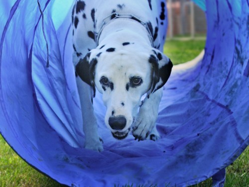 Vorschaubild 26 vom Album Die Hunde