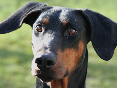 Vorschaubild 27 vom Album Die Hunde