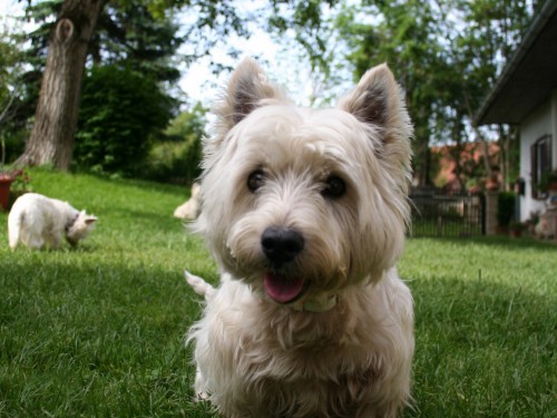 Vorschaubild 12 vom Album Die Hunde