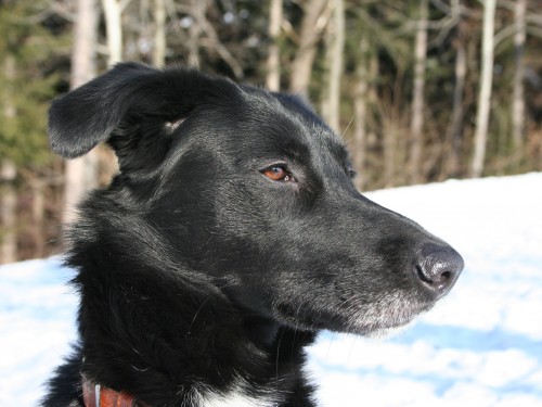 Vorschaubild 28 vom Album Die Hunde