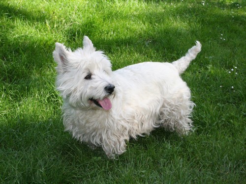 Vorschaubild 10 vom Album Die Hunde