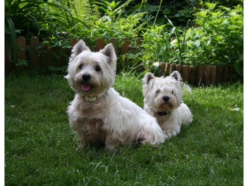 Vorschaubild 15 vom Album Die Hunde