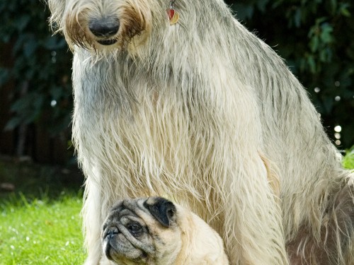 Vorschaubild 29 vom Album Die Hunde