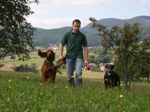 Vorschaubild 17 vom Album Die Hunde