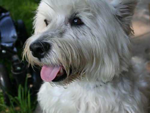 Vorschaubild 14 vom Album Die Hunde