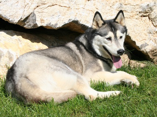 Vorschaubild 7 vom Album Die Hunde