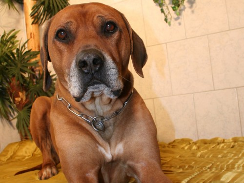 Vorschaubild 30 vom Album Die Hunde