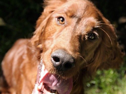 Vorschaubild 38 vom Album Unsere Hotelgäste