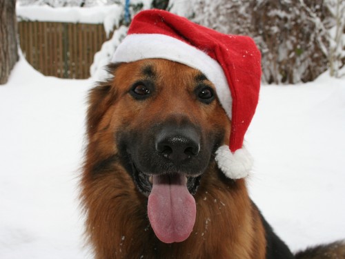 Vorschaubild 40 vom Album Unsere Hotelgäste