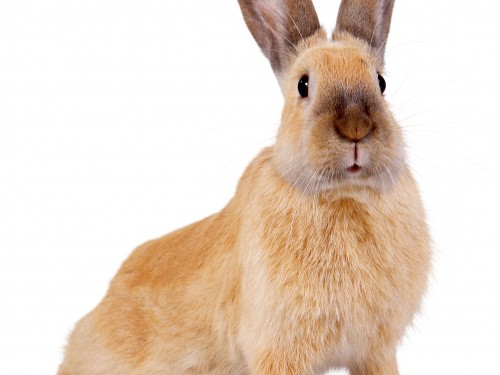 Vorschaubild 2 vom Album Unsere Hotelgäste