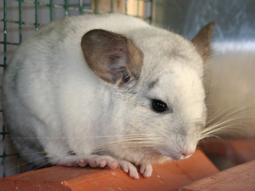 Vorschaubild 17 vom Album Unsere Hotelgäste