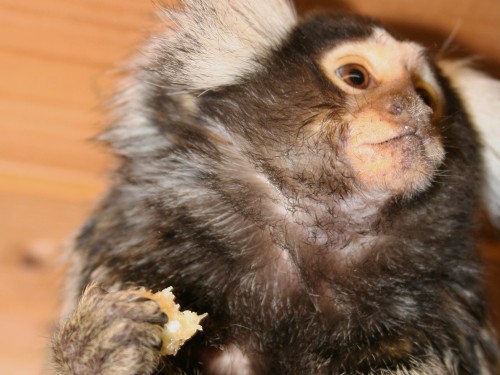 Vorschaubild 36 vom Album Unsere Hotelgäste